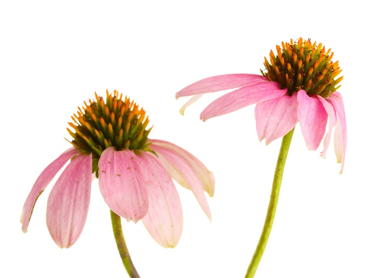 Echinacea_blomst_15505494_L